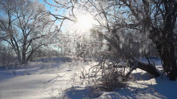 Wolno poruszający się śnieg na błękitnym niebie w piękny słoneczny dzień. Natura zimowa. — Wideo stockowe