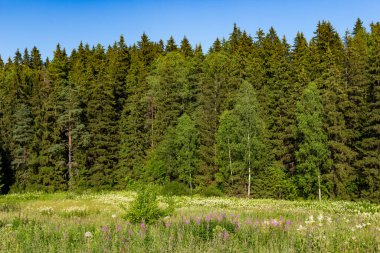 Vahşi bir tarla ve kozalaklı çam ağaçları manzaralı bir manzara.