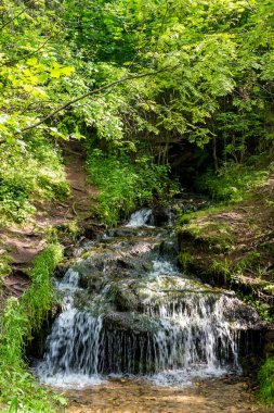 Orman yamacından akan fırtınalı dere, yaz ormanlarının güzel manzarası.