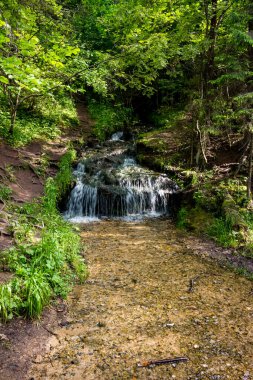 Orman yamacından akan fırtınalı dere, yaz ormanlarının güzel manzarası.