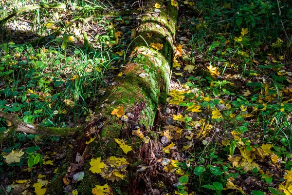 Fragment Van Een Herfstbos Met Dood Hout Bedekt Met Mos — Stockfoto