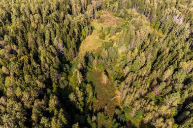 Uçan karışık yeşil ormanın havadan görünüşü, yukarıdan orman manzarası