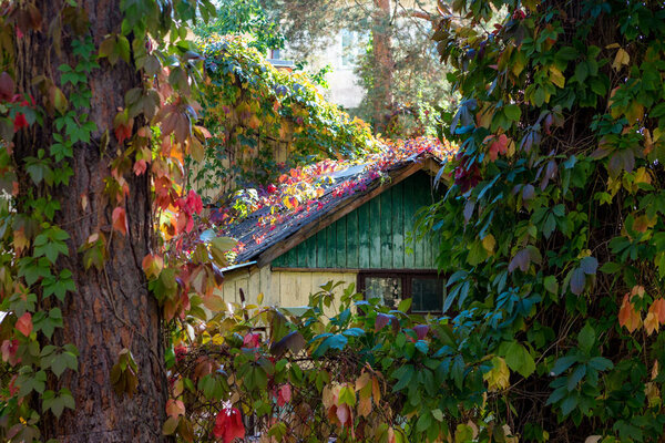 Cozy rural house overgrown with colorful Virginia creeper leaves, autumn landscape