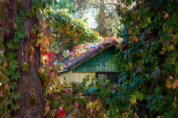 Przytulny Wiejski Dom Porośnięty Kolorowymi Liśćmi Virginia Creeper Jesienny Krajobraz Zdjęcie Stockowe