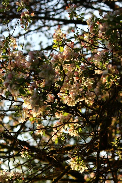 Розовые Цветы Цветущей Яблони Весной Днем — стоковое фото