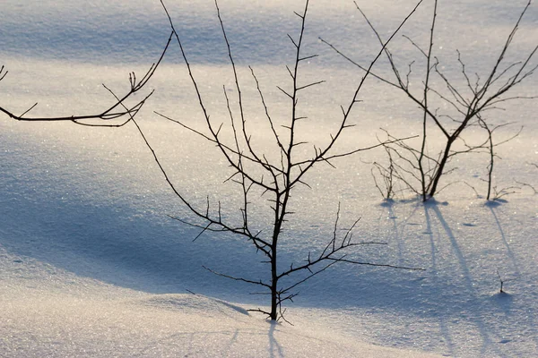 Árboles Jóvenes Invierno Que Sobresalen Nieve Campo Salvaje —  Fotos de Stock