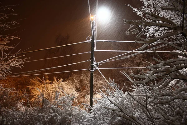 Снег Свете Электрической Уличной Лампы Ночью Кусты Деревья Покрыты Снегом — стоковое фото