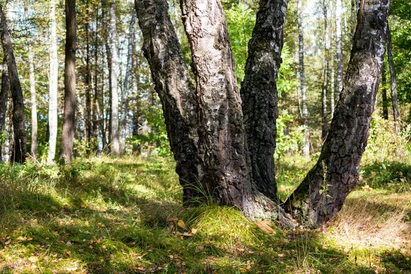 Quatro Vidoeiros Que Crescem Lugar Bosque Vidoeiro Dia Verão — Fotografia de Stock