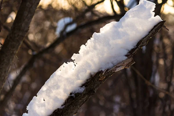 Велика Купа Снігу Накопичилася Гілках Лісі — стокове фото