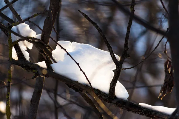 Ένας Μεγάλος Σωρός Χιονιού Συσσωρεύτηκε Στα Κλαδιά Του Δάσους — Φωτογραφία Αρχείου