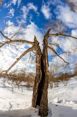 Kış manzarasının ortasında kırık bir huş ağacının balık bakışı görüntüsü