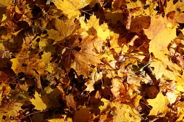 Jasnożółty Klon Liści Spadł Ziemię Złoty Jesienny Tło — Zdjęcie stockowe