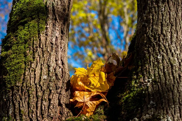 Folhagem Outono Amarelado Caído Encontra Entre Troncos Bordo Fragmento Natureza — Fotografia de Stock