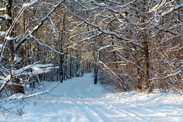 Beautiful Snow Covered Road Winter Forest Fabulous Route Covered Snow — Stockfoto