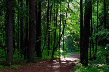 Yeşil karışık orman parkı, yürüyüş patikası, temiz havada yürümek