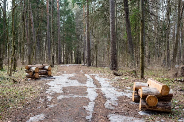 Parque Forestal Con Bancos Madera Colocados Hechos Árboles Caídos — Foto de Stock