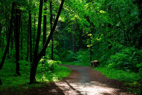 Zielony Park Leśny Mieszany Szlakiem Turystycznym Spacer Świeżym Powietrzu Obrazek Stockowy