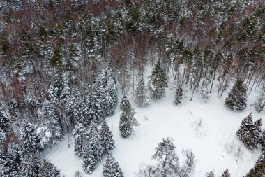 Aerial view of pine and spruce trees in winter forest