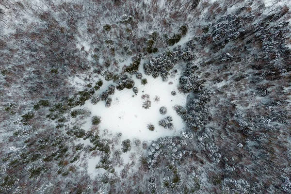 冬の森の中の雪に覆われた草原からの眺め — ストック写真