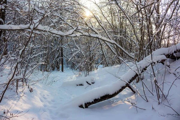 Picturesque Winter Forest Illuminated Sun Snowy Nature — Stockfoto