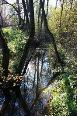 Vertical view of a forest river, reflection of trees in the water