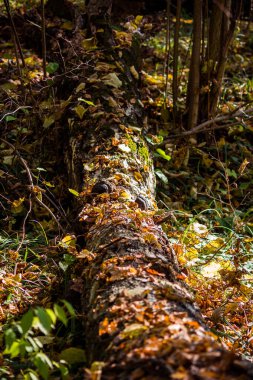 Fallen trunk of an old birch tree in golden autumn foliage in the forest