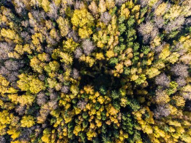 Yellowed tree crowns in the autumn forest from a height