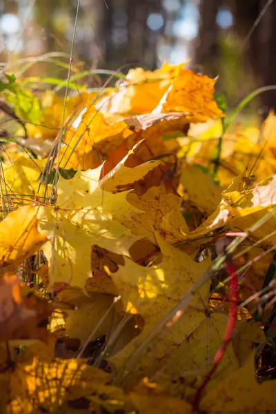 Bright Yellow Fallen Maple Leaves Middle Lawn Close Picturesque Background — Stockfoto