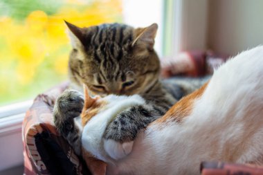 Cat hugs another cat while lying in a basket, pets