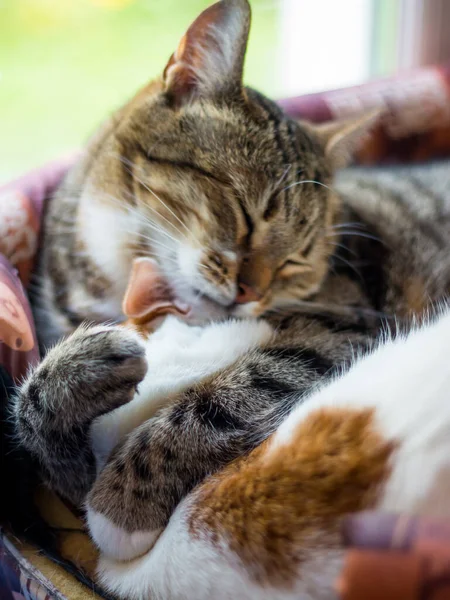 Two Cats Sleep Embrace Basket Adult Kitty Hugs Young — Stok fotoğraf