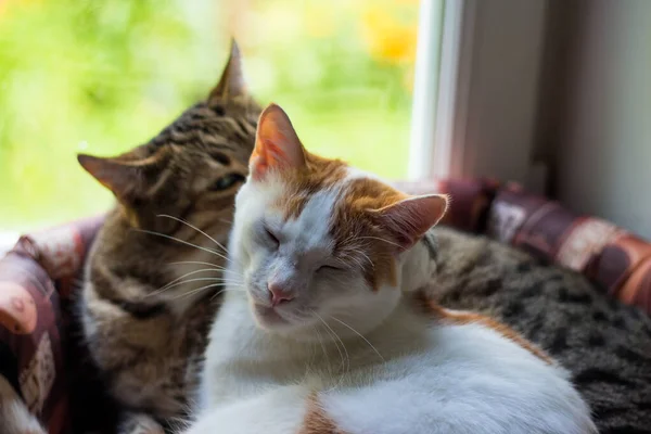 Two Domestic Cats Lie Basket Pets — Stok fotoğraf
