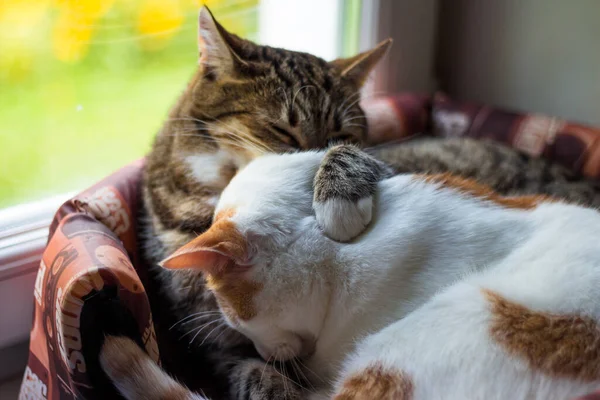 Cat Hugs Another Cat While Lying Basket Pets — Stok fotoğraf