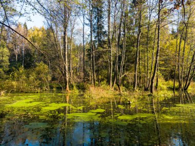 A spill in the forest at the junction of two streams, a mysterious swamp-forest landscape