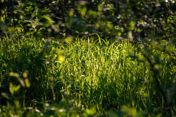 Background View Green Grass Leaves Illuminated Sun — Stockfoto