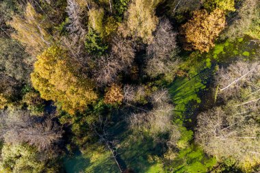 Sel basmış bir ormanın hava manzarası, güzel vahşi doğa, geçilemez arazi.