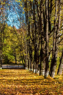 Maple Bulvarı altın sonbaharda dökülen yapraklarla dolu.