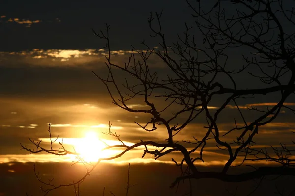 Zweige Eines Baumes Ohne Laub Vor Dem Hintergrund Eines Sonnenuntergangs — Stockfoto