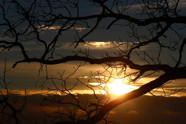 Ramos Uma Árvore Sem Folhagem Contra Pano Fundo Pôr Sol — Fotografia de Stock