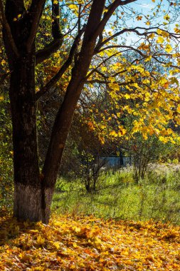 Bir akçaağaç altında düşen sonbahar yaprakları, parktaki parlak altın sonbahar, dikey manzara.