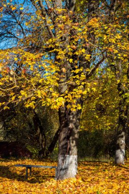 Bir akçaağaç altında düşen sonbahar yaprakları, parktaki parlak altın sonbahar, dikey manzara.