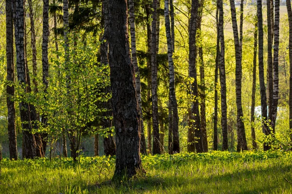 Picturesque Birch Grove May Day — Stock Photo, Image