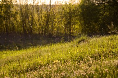 Yeşil çimlerle kaplı bir yamaçta, sıcak bir güneş tarafından aydınlatılmış bir çimenlik.