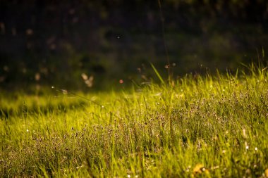 Yeşil çimlerle kaplı bir yamaçta, sıcak bir güneş tarafından aydınlatılmış bir çimenlik.