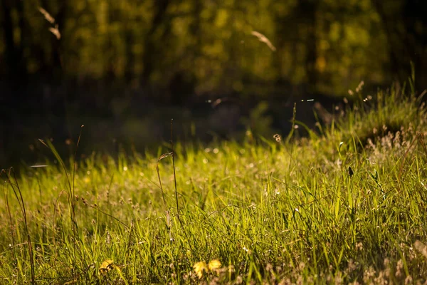 Лужайка Освещенная Теплым Солнцем Склоне Зеленой Травой — стоковое фото
