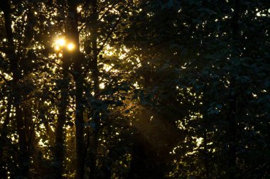 Güneş ışığı sık ağaçların arasından geçer.