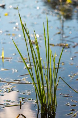 Nehir bitkileri ve algler sudaki bir su deposunun kıyısında yetişiyor.