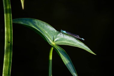 Yusufçuk, yeşil bir yaprağın üzerinde oturuyor ve bir su deposunun kıyısında yetişiyor.