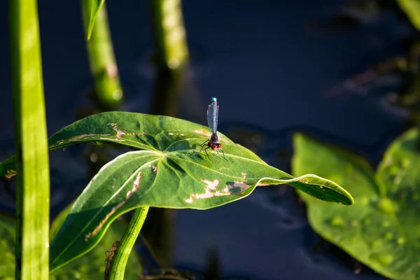 貯水池の岸に成長する植物の矢じり射手座の緑の葉に座ってトンボ — ストック写真