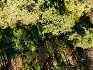 Yeşil ormanda yürüyüş yolu, üst manzara