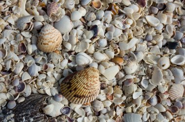 deniz kabuklarını arka planı